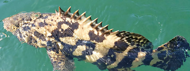 Cómo disfrutar de la pesca de una GUASA y después liberarla
