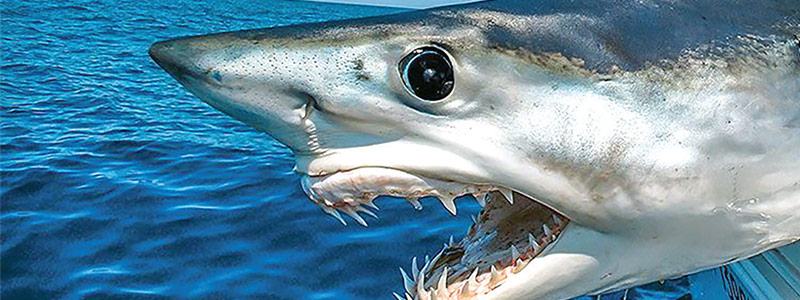 La Flecha del Mar, Tiburón MAKO